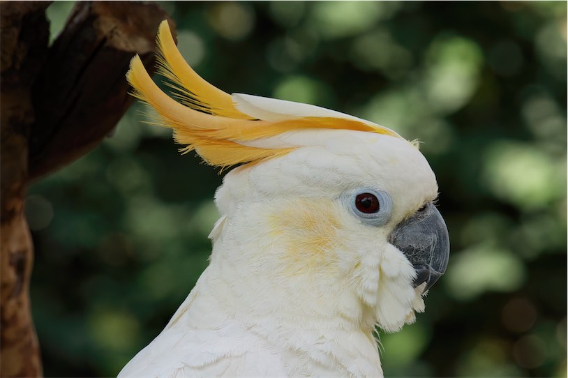 cockatoo 0514